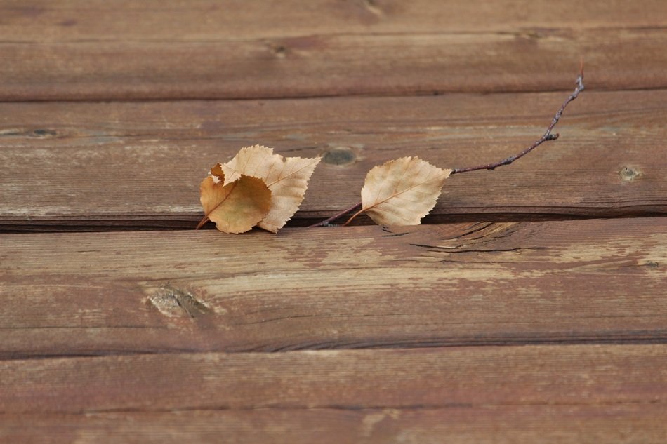 Photographic Background Fall
