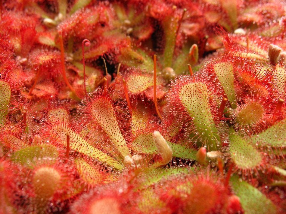 Carnivorous Plant Rosa Plant
