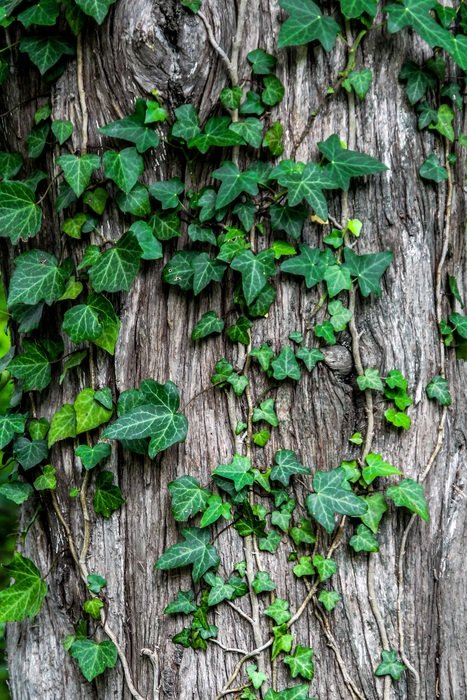 Ivy Plant Creeper Garden Bark