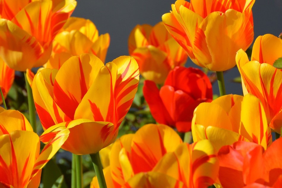 Tulips Tulip Flower Flowers Red
