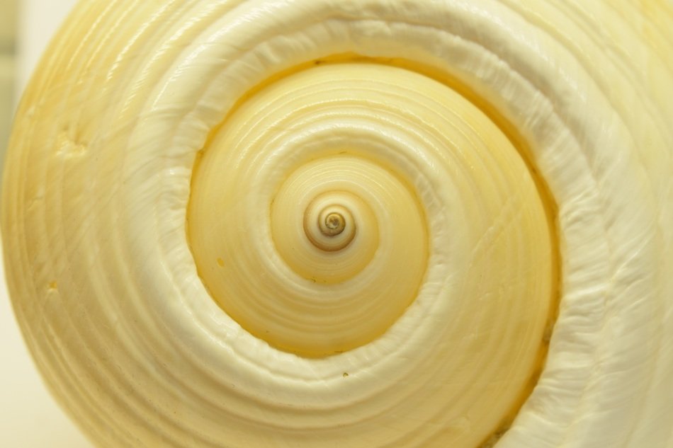 Shell Spiral Closeup Background