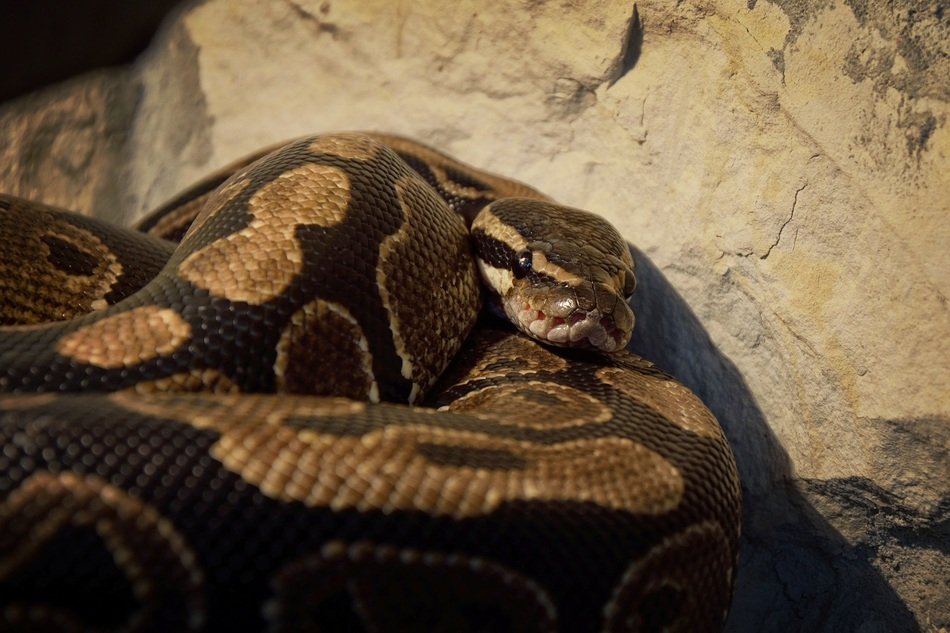 Snake Wallpaper Background