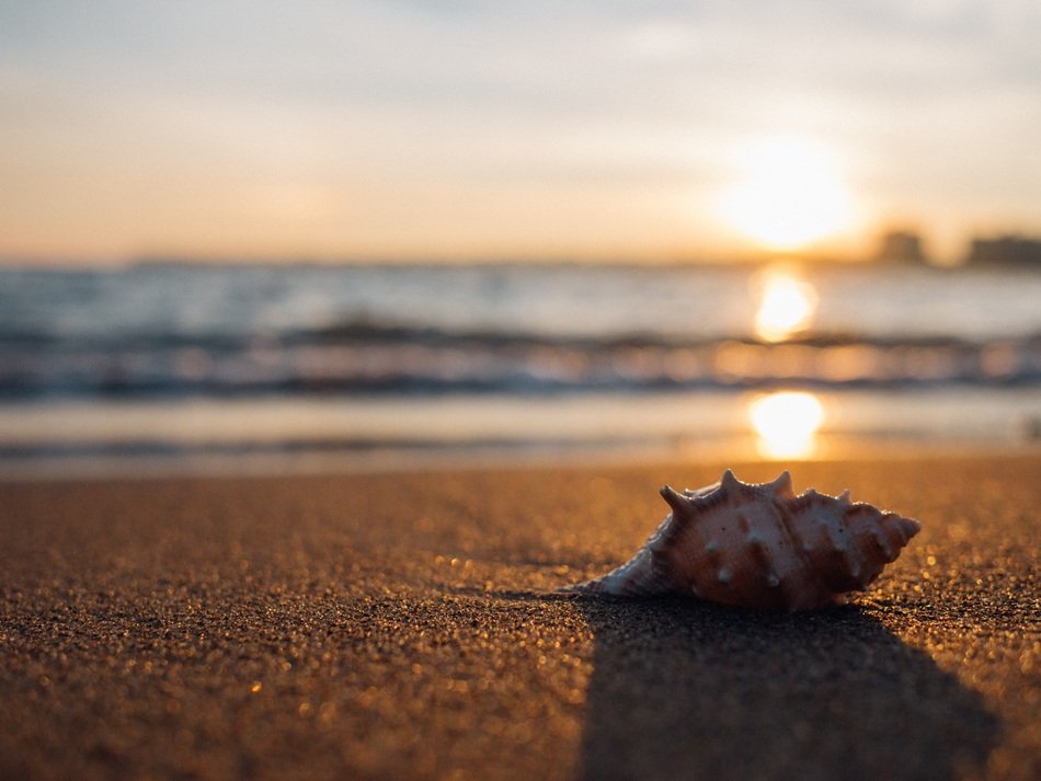 Shell Beach Seaside And