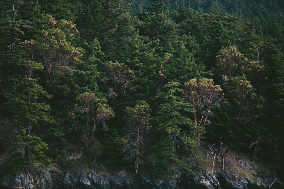 Pine Trees Fir Trees Forest