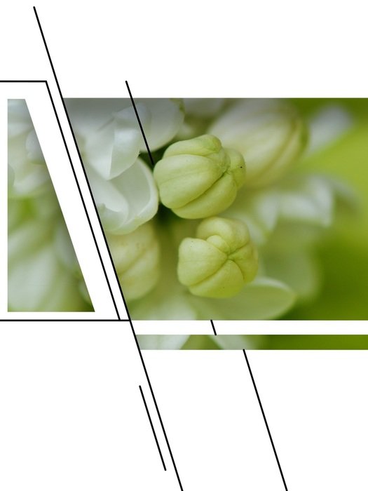 design with the image of a white lilac