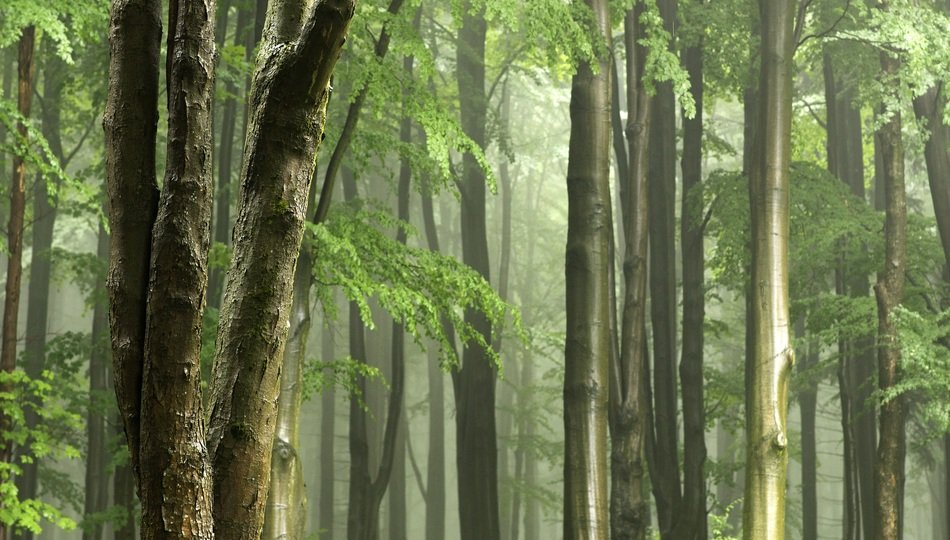 Gentle Light Tree Trunks