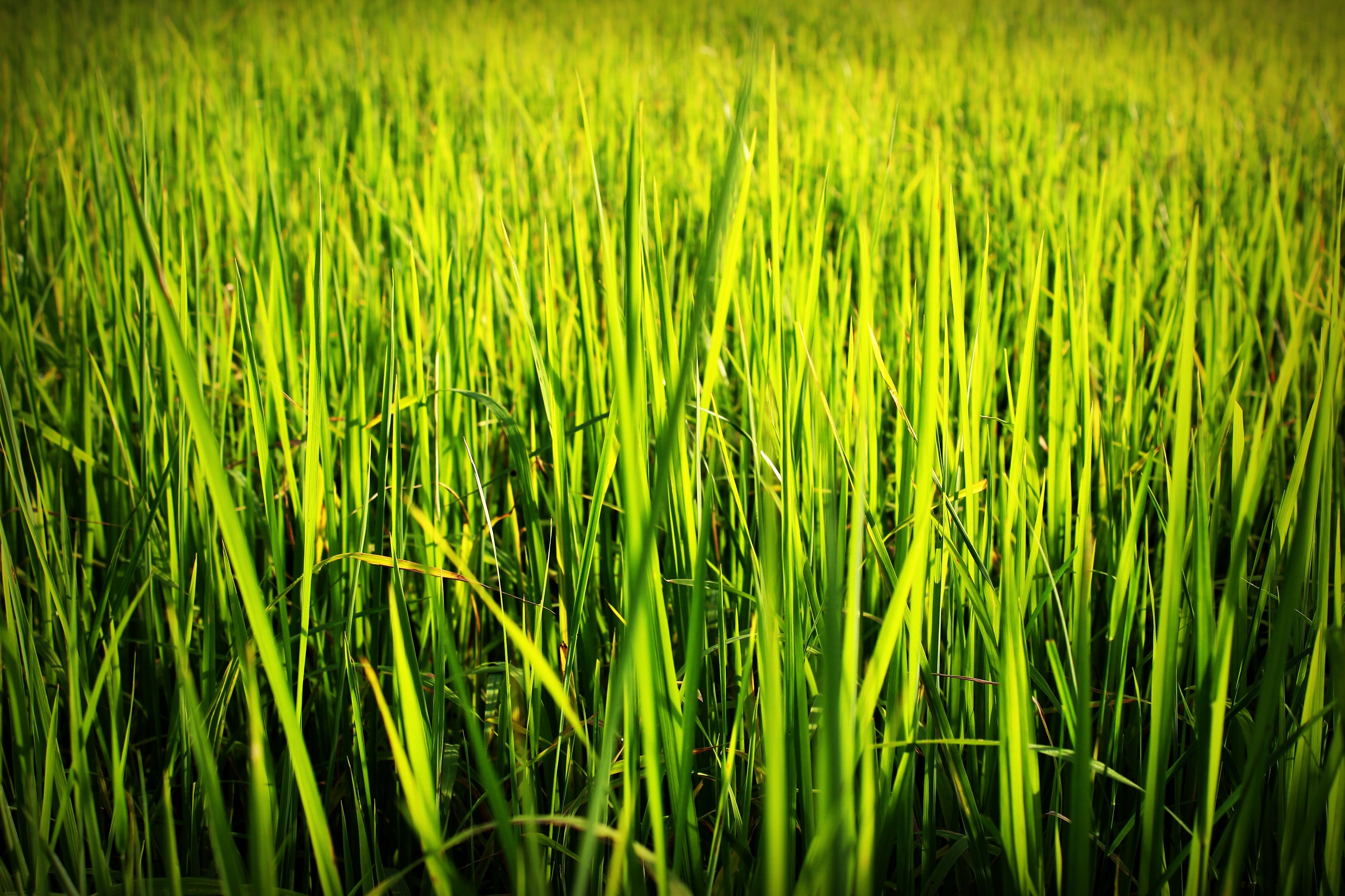 Agriculture Asia Asian free image download