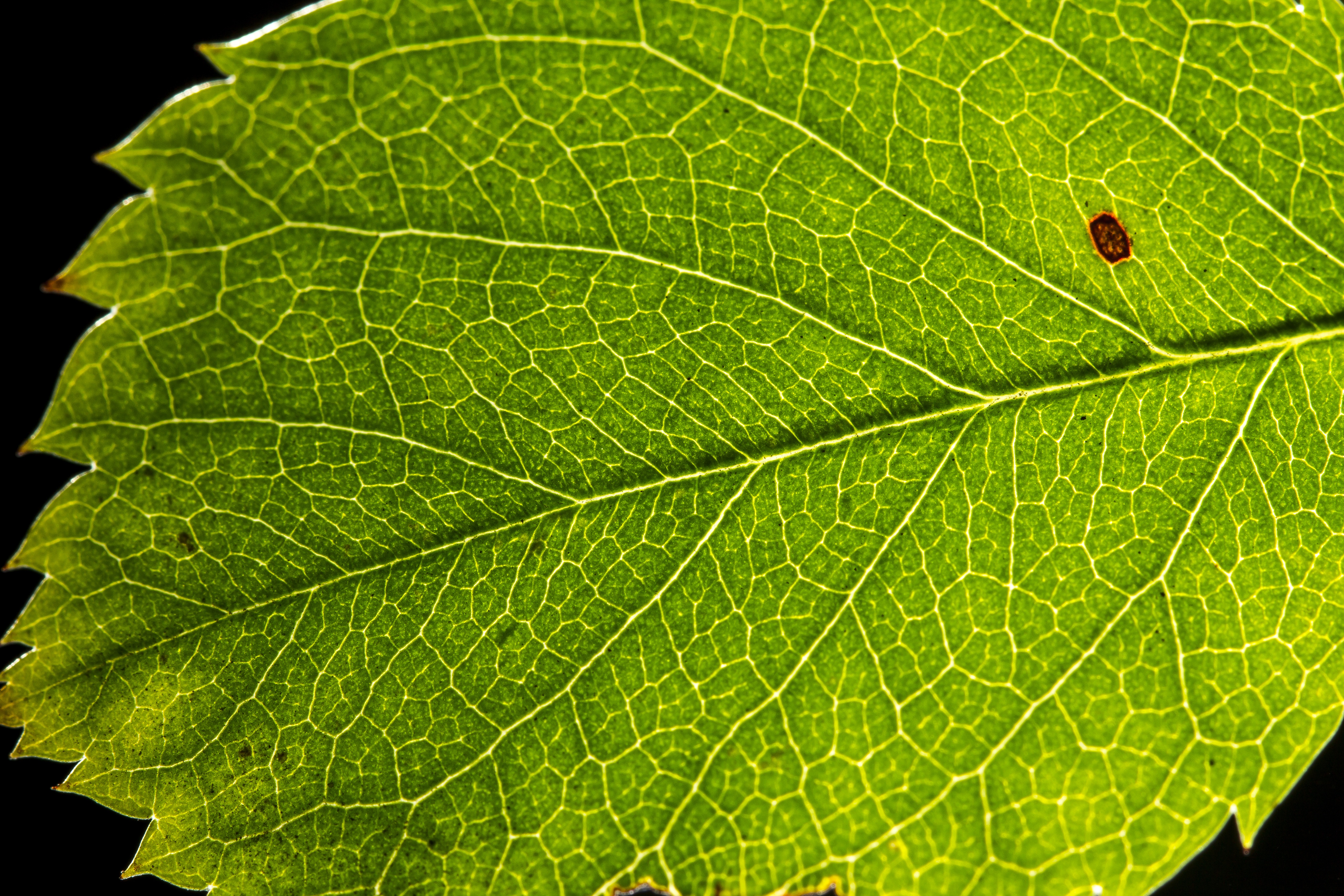 Текстура листья для фотошопа