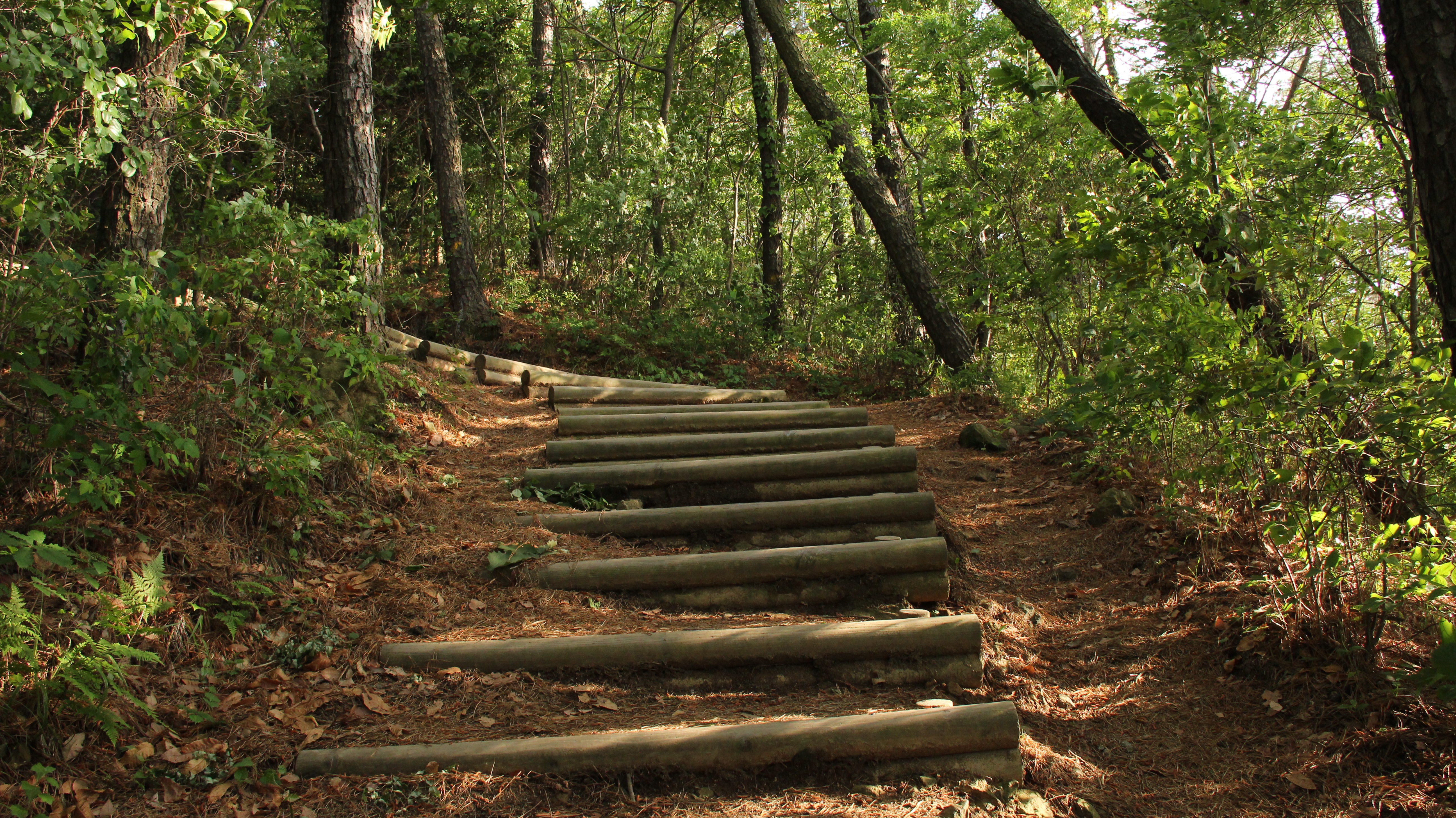 Сходи в лес. Алчакская тропа. Ступеньки в лесу. Лестница на склоне в лесу. Тропинка лестница.