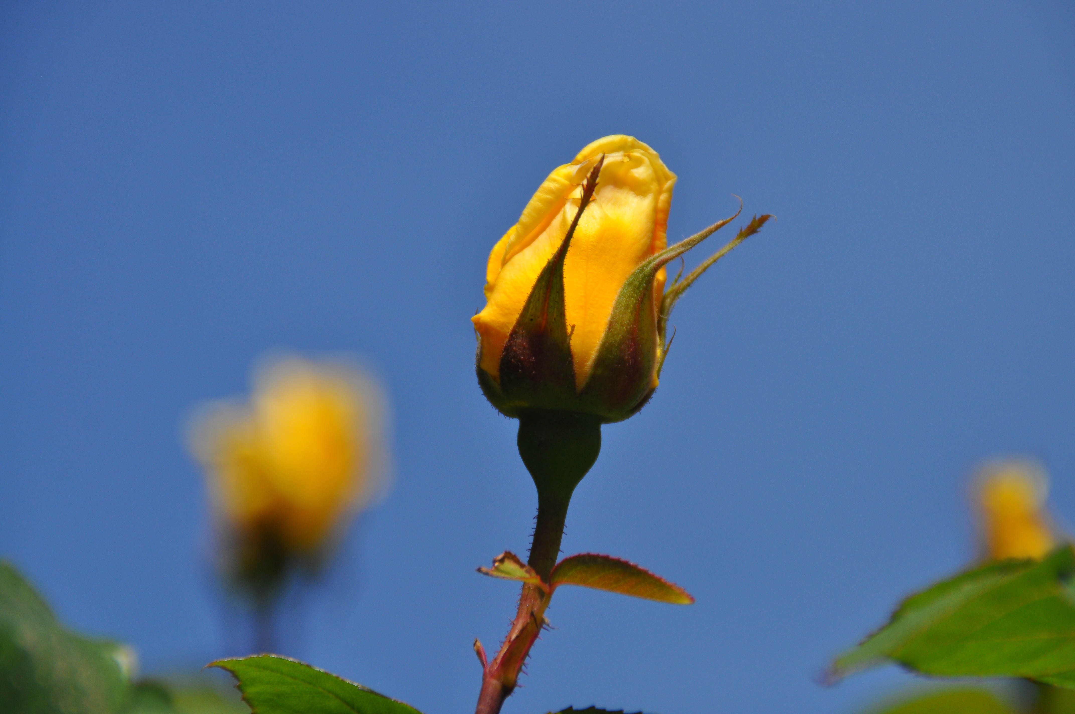 Желтые розы нераскрывшийся бутон