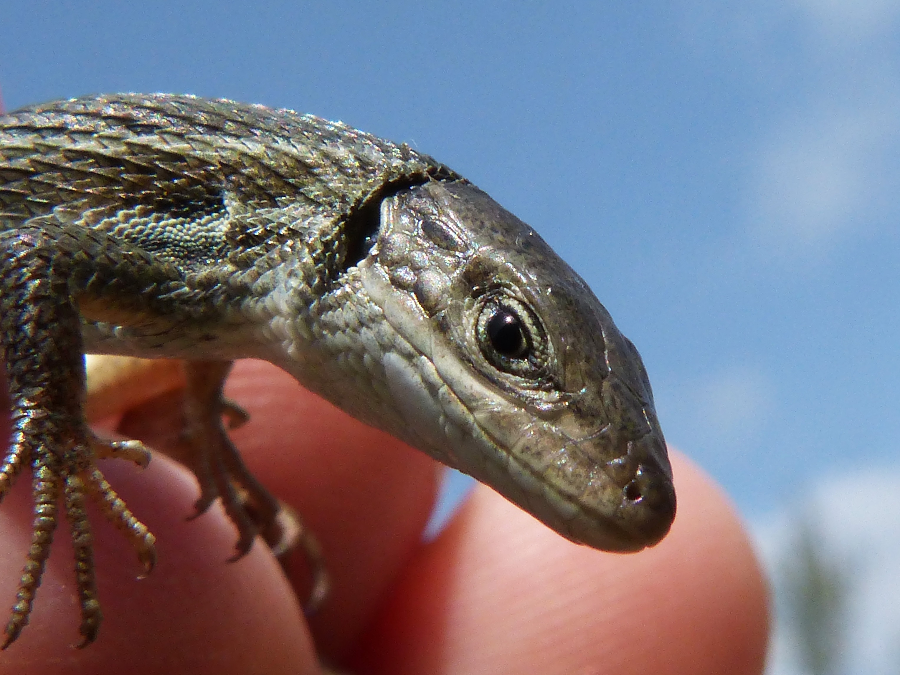 Lizard Detail Scales Texture free image download