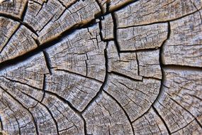 texture in the form of a tree lattice