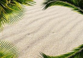 around the sand green leaves