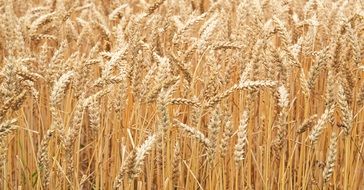 wheat field background