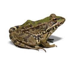 Frog Batrachian