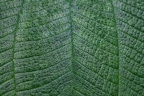 Leaf Macro Green Texture Light