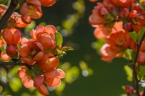 A Flowering Cotoneaster Red