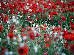 Poppy Red White Field
