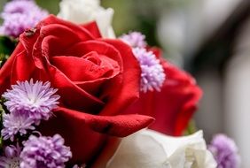 roses among purple flowers