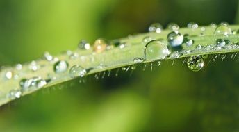 Dew Grass Morning Dewdrop