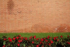 Background Wall Meadow Wallpaper