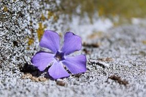 Flowers Purple Background