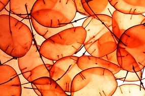 Orange Abstract Plants Dollar