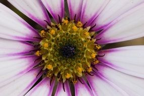 Daisy Flower Blossom Macro