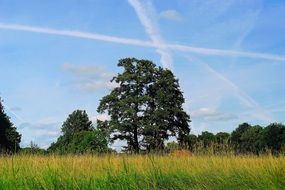 Landscape Meadow Trees