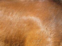 Horse Hide Flesh Coat Hair