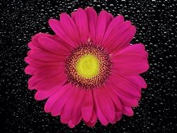 Beautiful pink chrysanthemum on dark background with the lights