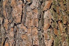 Tree Bark Nature Pine