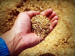 Rice Hand Harvest Grain