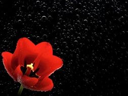 red tulip on the black background