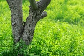 Wood Grass Field Green Abstract