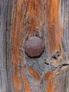 Door Nail Texture Old Wood