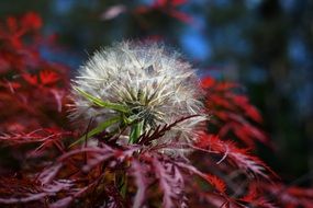 Japanese Maple Had Salsify