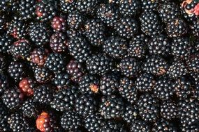 black berries as background