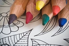 colored pencils are on the coloring