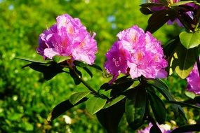 Azalea Rhododendron Flowers