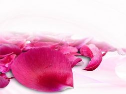 Leaves Petals Plant Blossom