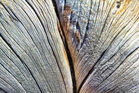 Texture Wood Lines Grain