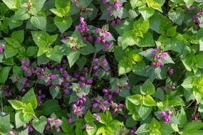 Background Texture Greens Summer