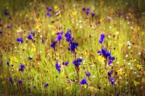 romantic summer meadow