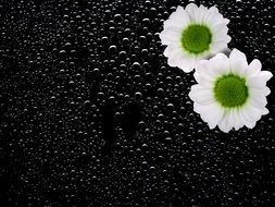white chrysanthemums on the black background