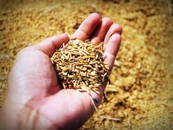 grain in human hand