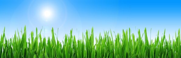 Banner Header Meadow Grass Sun