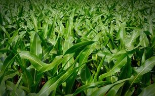 Corn Plant Background Green