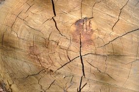 Wood Wood Material Texture Trunk