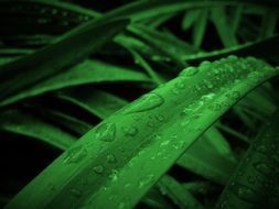 grass in drops of water